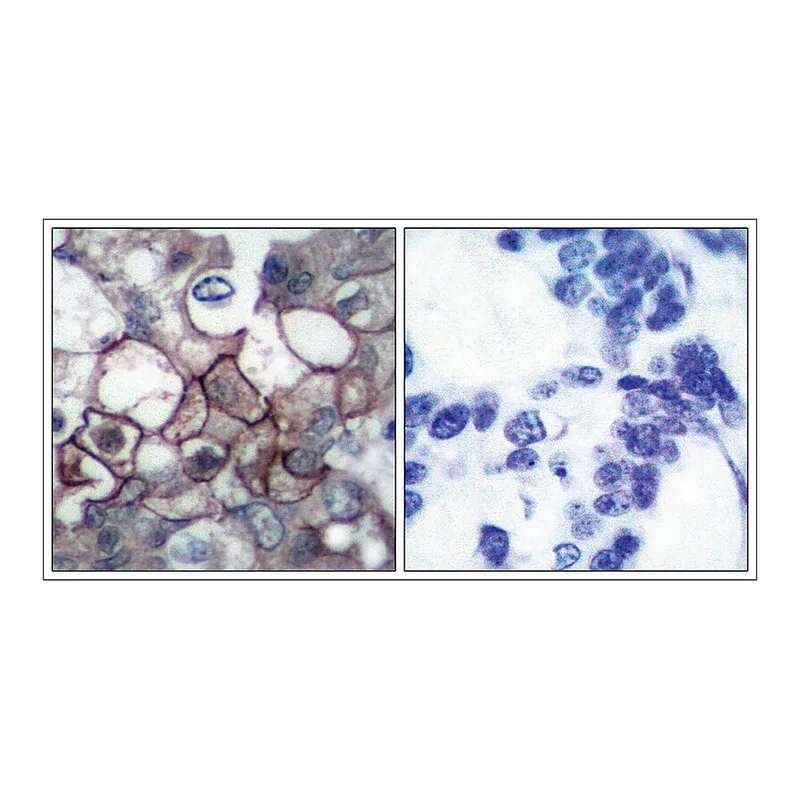 Merck Anti-phospho-EGFR (pTyr1197) antibody produced in rabbit