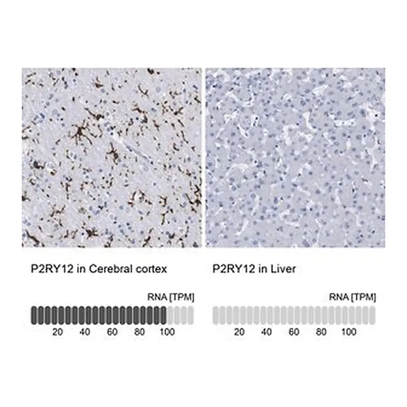Merck ANTI-P2RY12