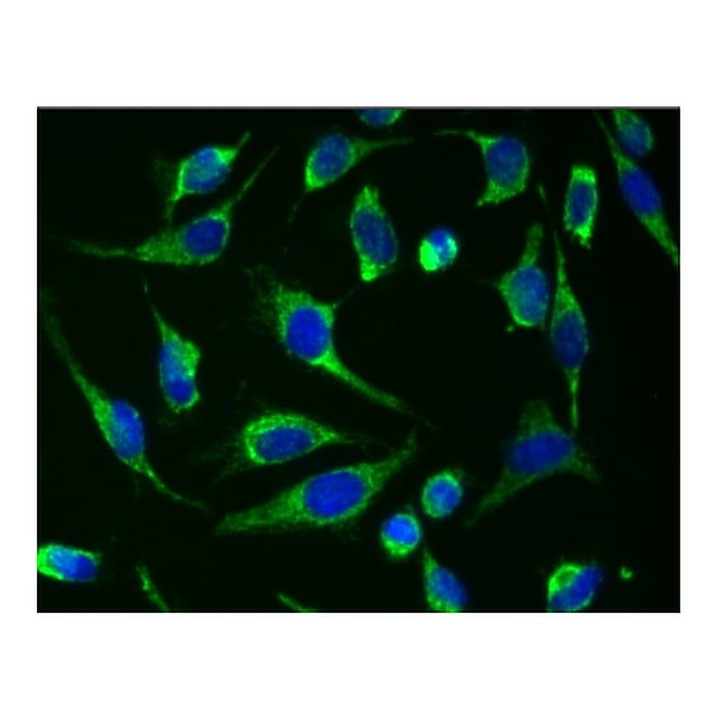 BD Alexa Fluor® 488 Mouse anti-Cytochrome c