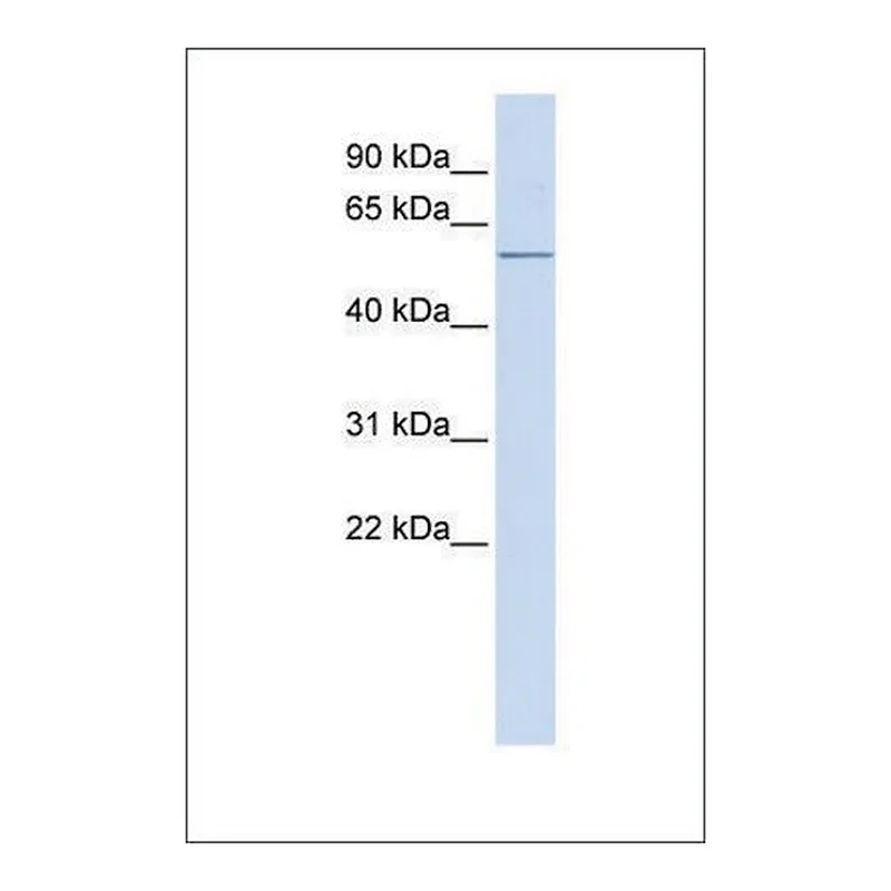 Merck Anti-ACVR1C antibody produced in rabbit