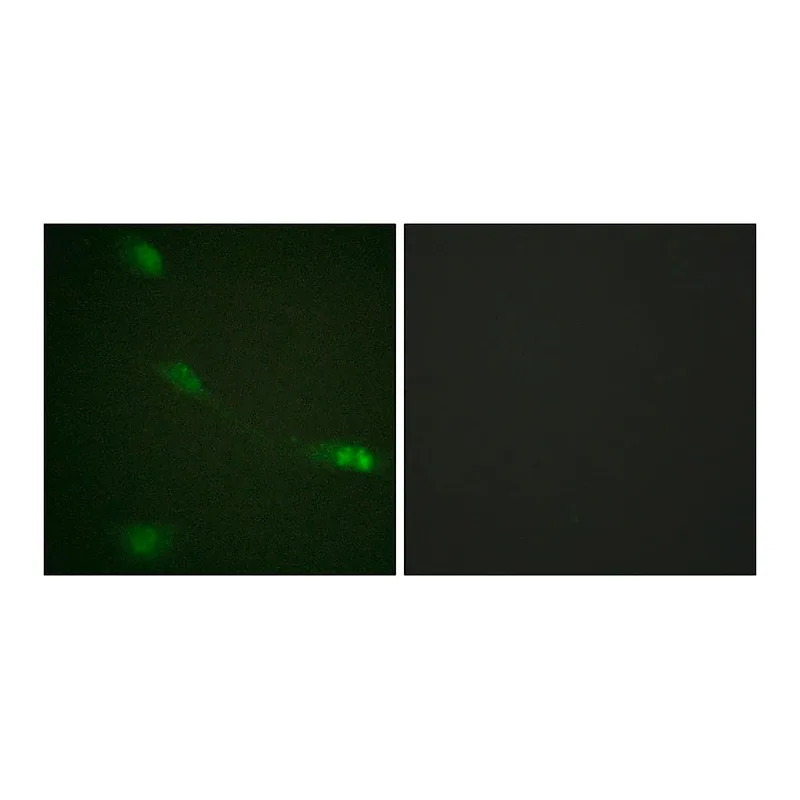 Merck Anti-MDM2 antibody produced in rabbit