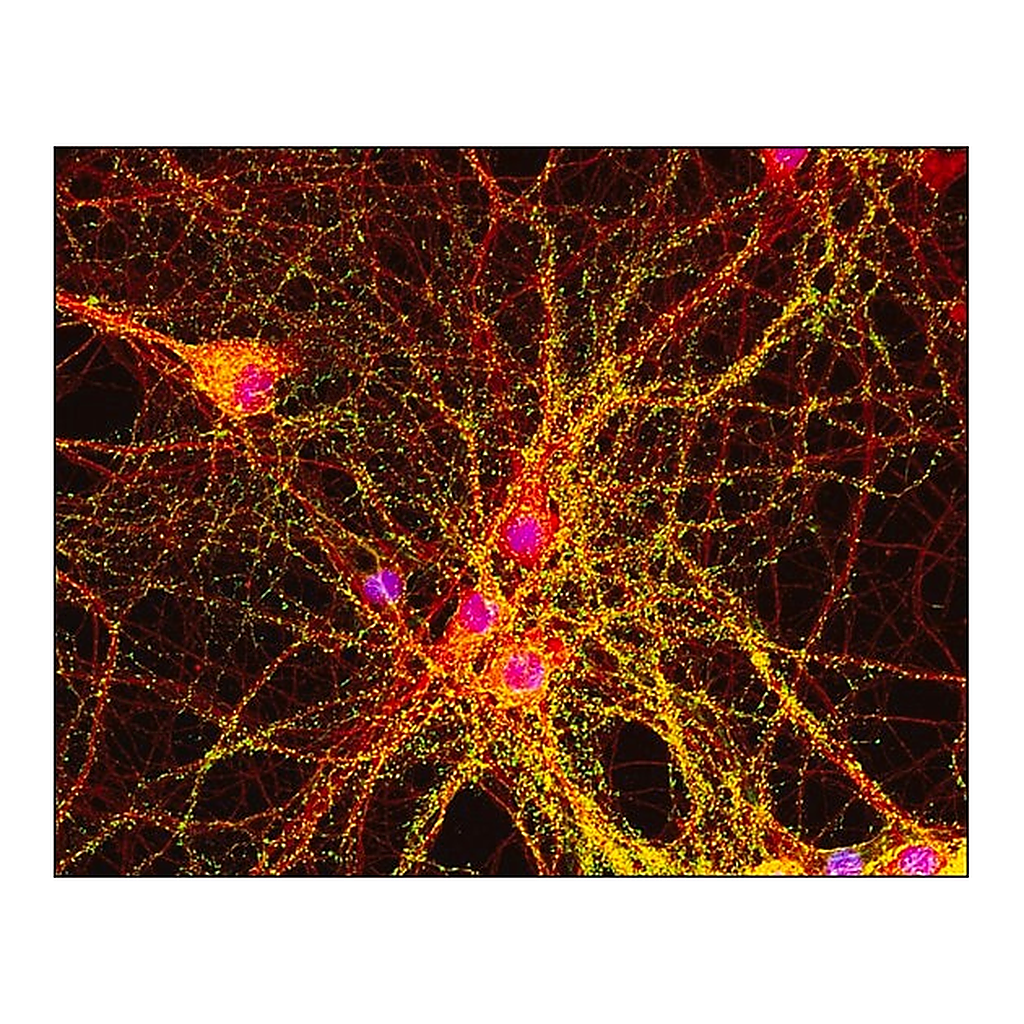 Merck Anti-Mouse IgG (whole molecule)-FITC antibody produced in goat