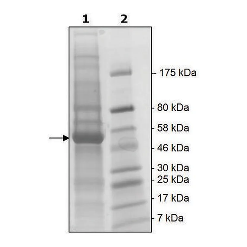Merck NEK2 active human