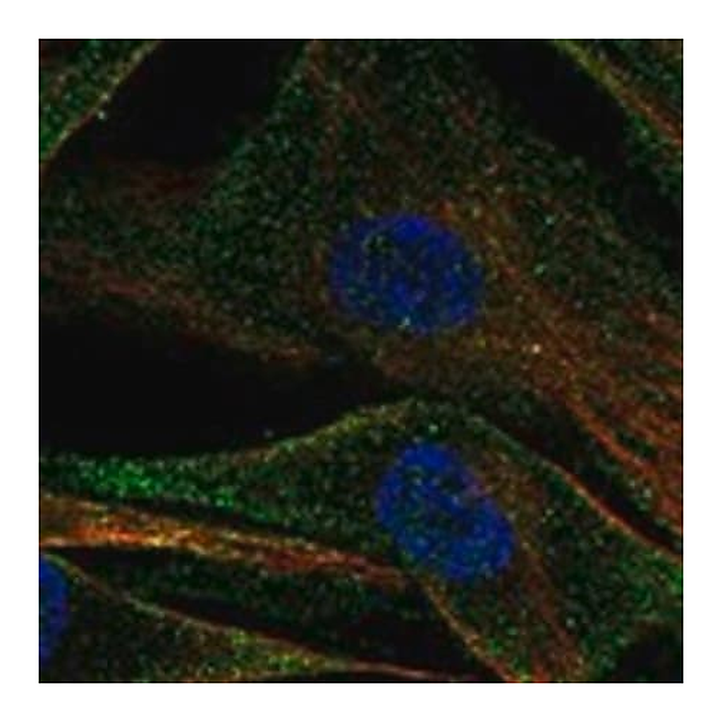 Merck Anti-ADAMTS2 antibody produced in rabbit