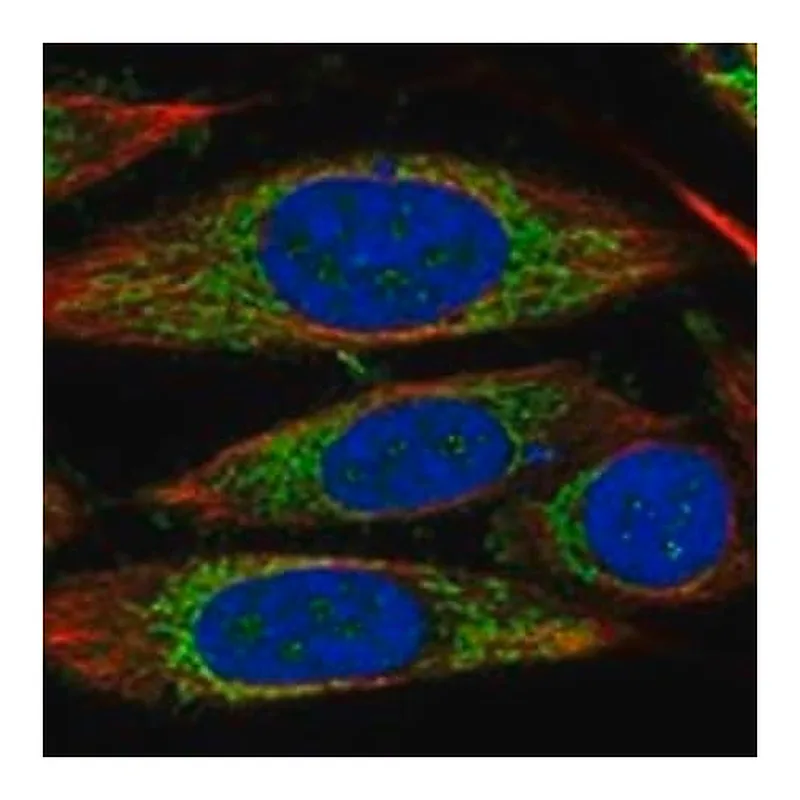 Merck Anti-TIMM44 antibody produced in rabbit