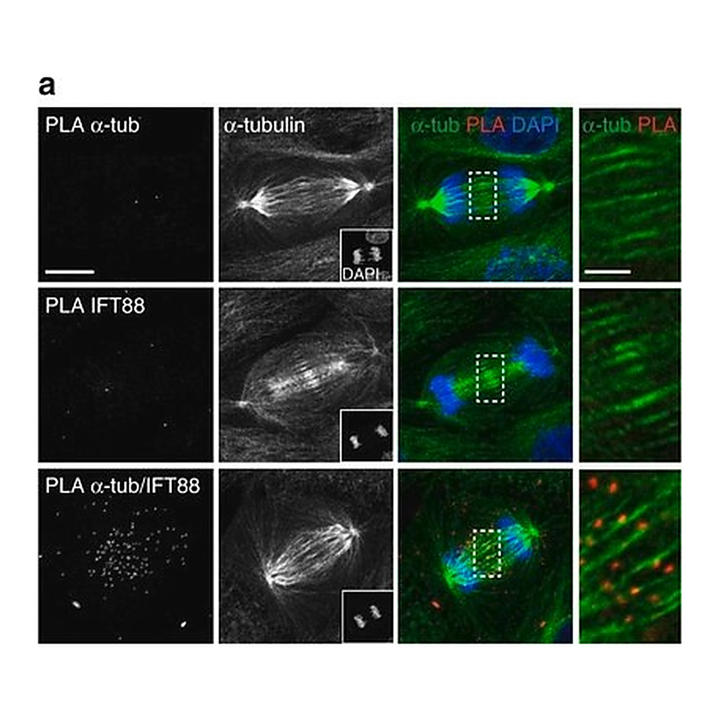 Merck ANTI-ALPHA-TUBULIN-FITC ANTIBODY, MOUSE&