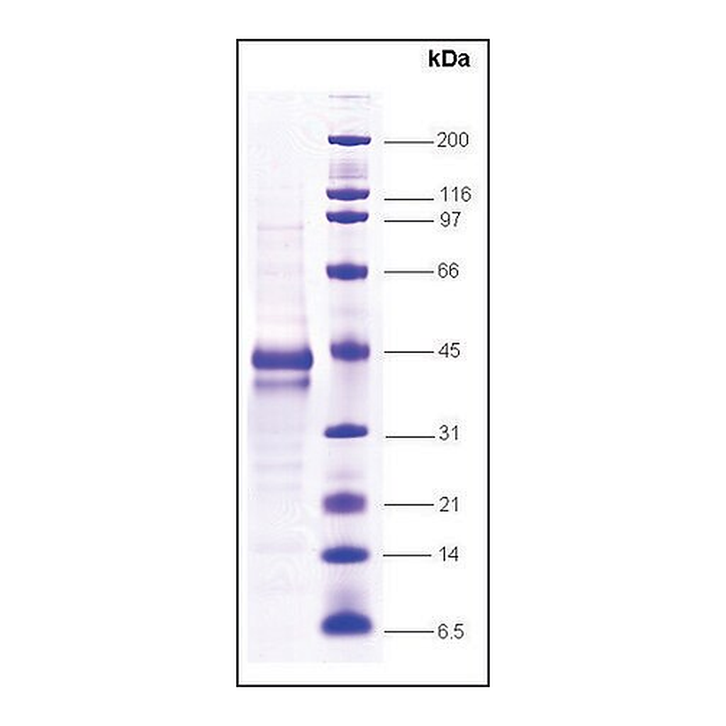 Merck C-jun, proto oncogene human