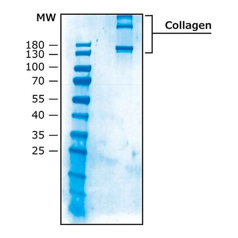 Merck COLLAGEN TYPE X, ACID SOLUBLE FROM HUMAN