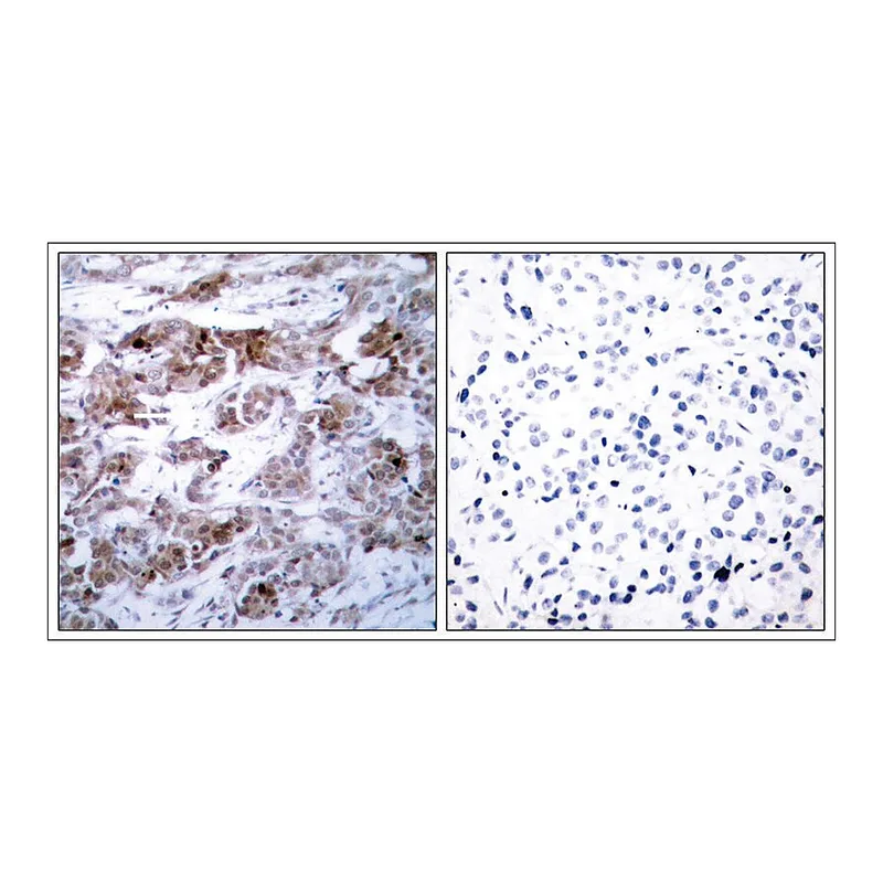 Merck Anti-BCL2 (Ab-70) antibody produced in rabbit