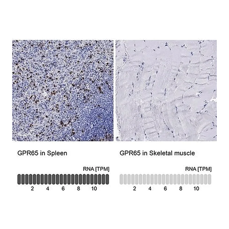 Merck Anti-GPR65 antibody produced in rabbit