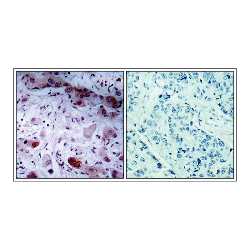 Merck Anti-phospho-JAK1 (pTyr1022) antibody produced in rabbit