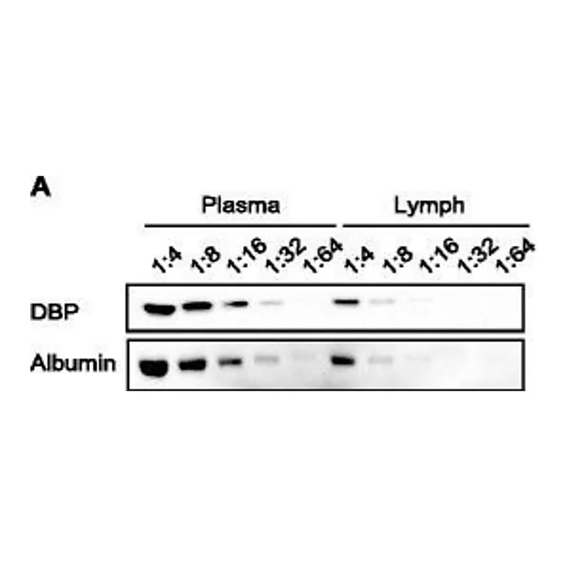 Merck Anti-Vitamin D-Binding Protein/GC antibody produced in goat