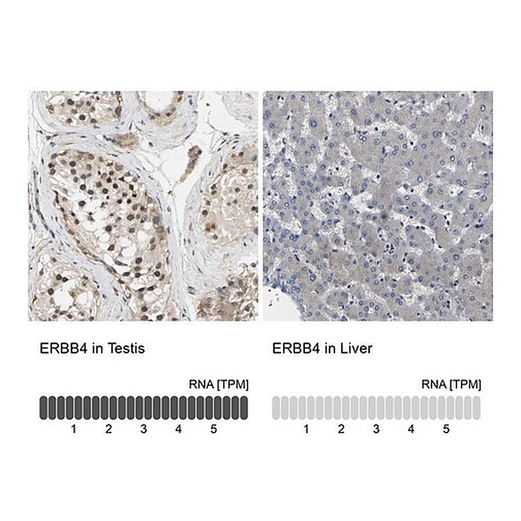 Merck Anti-ERBB4 antibody produced in rabbit