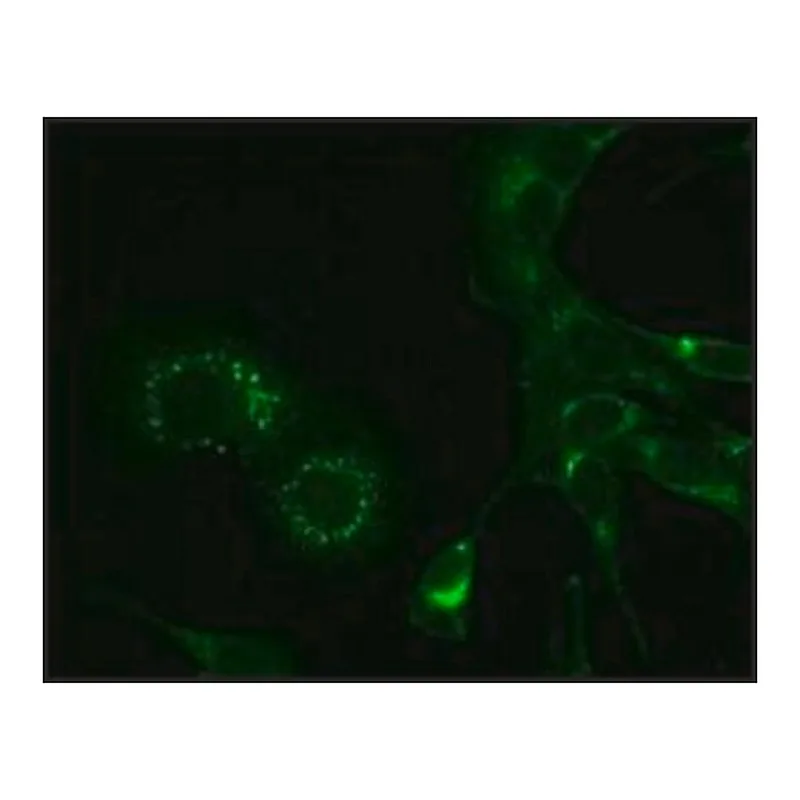 Merck Monoclonal Anti-Hepatitis Virus (Strain A59) Nonstructural Protein 9 (nsp9) antibody produced in mouse