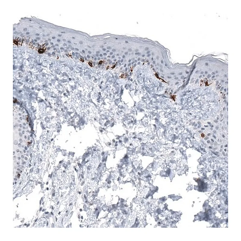Merck Monoclonal Anti-TYRP1 antibody produced in mouse