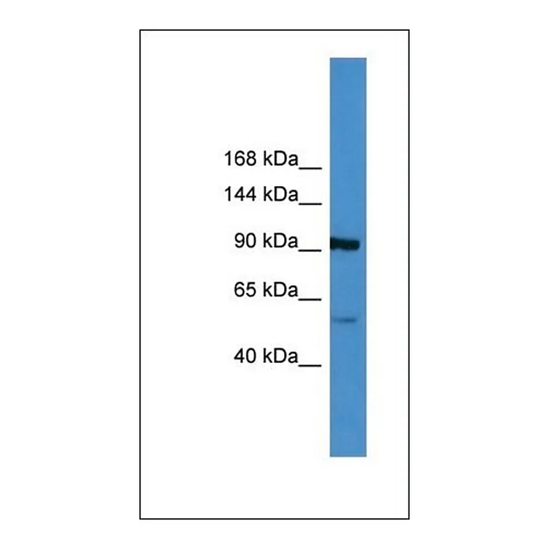 Merck Anti-LPA antibody produced in rabbit