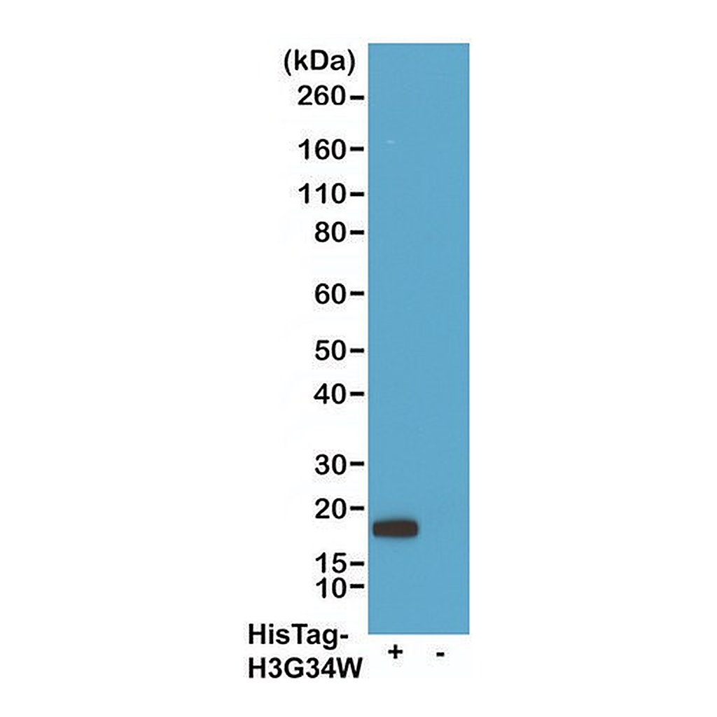 Merck Anti-His-Tag Chimeric antibody, Human Monoclonal