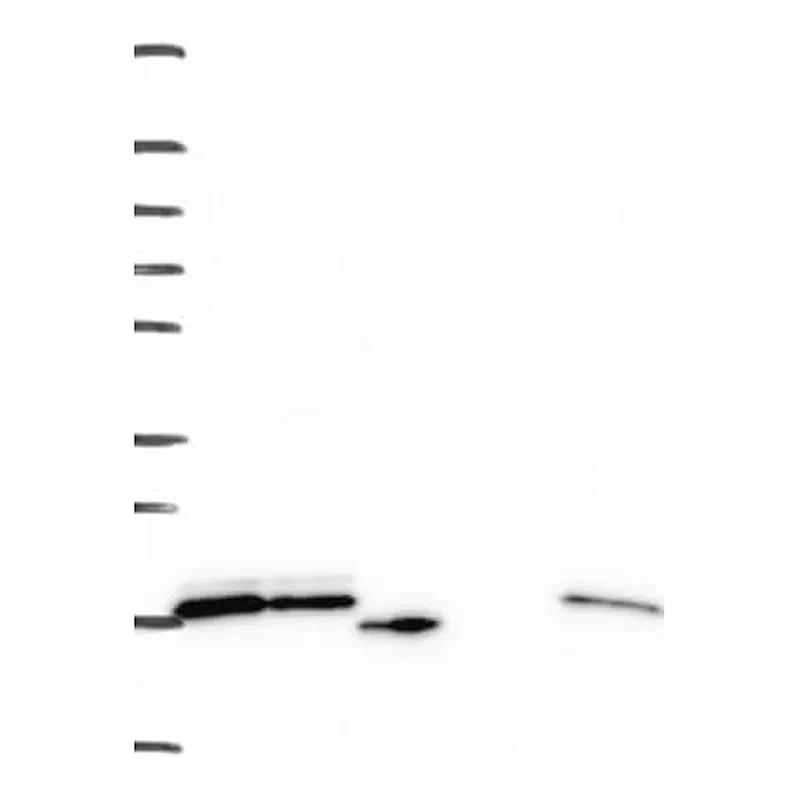 Merck Anti-RPS24 antibody produced in rabbit