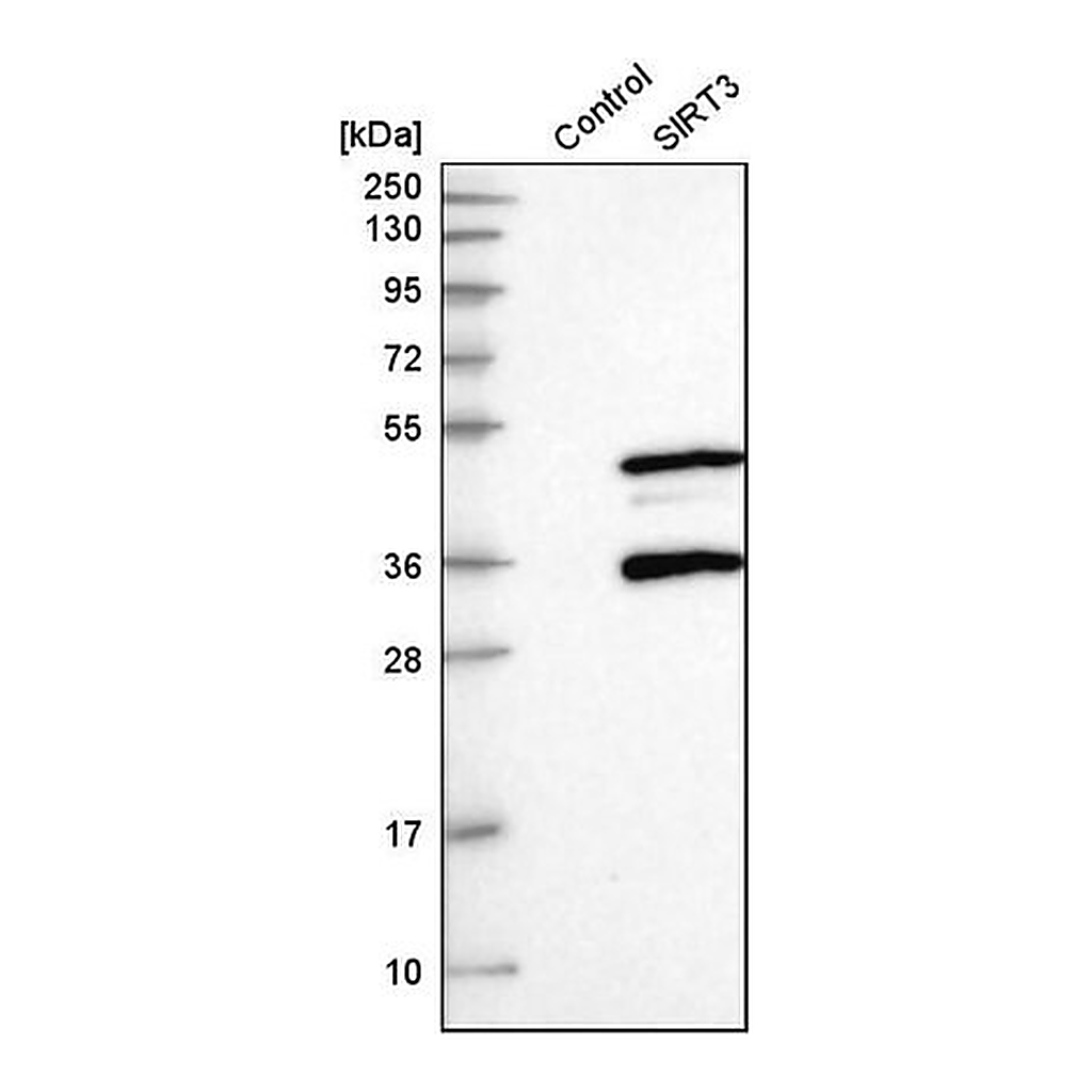 Merck Anti-SIRT3 antibody produced in rabbit