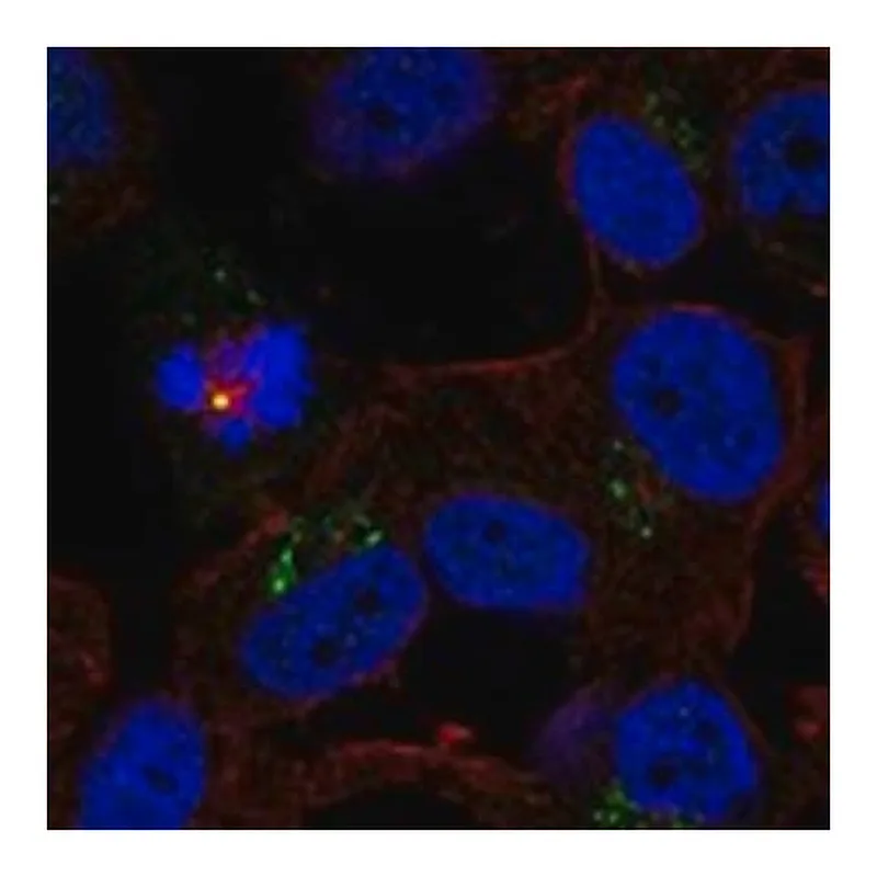 Merck Anti-TRPM1 antibody produced in rabbit