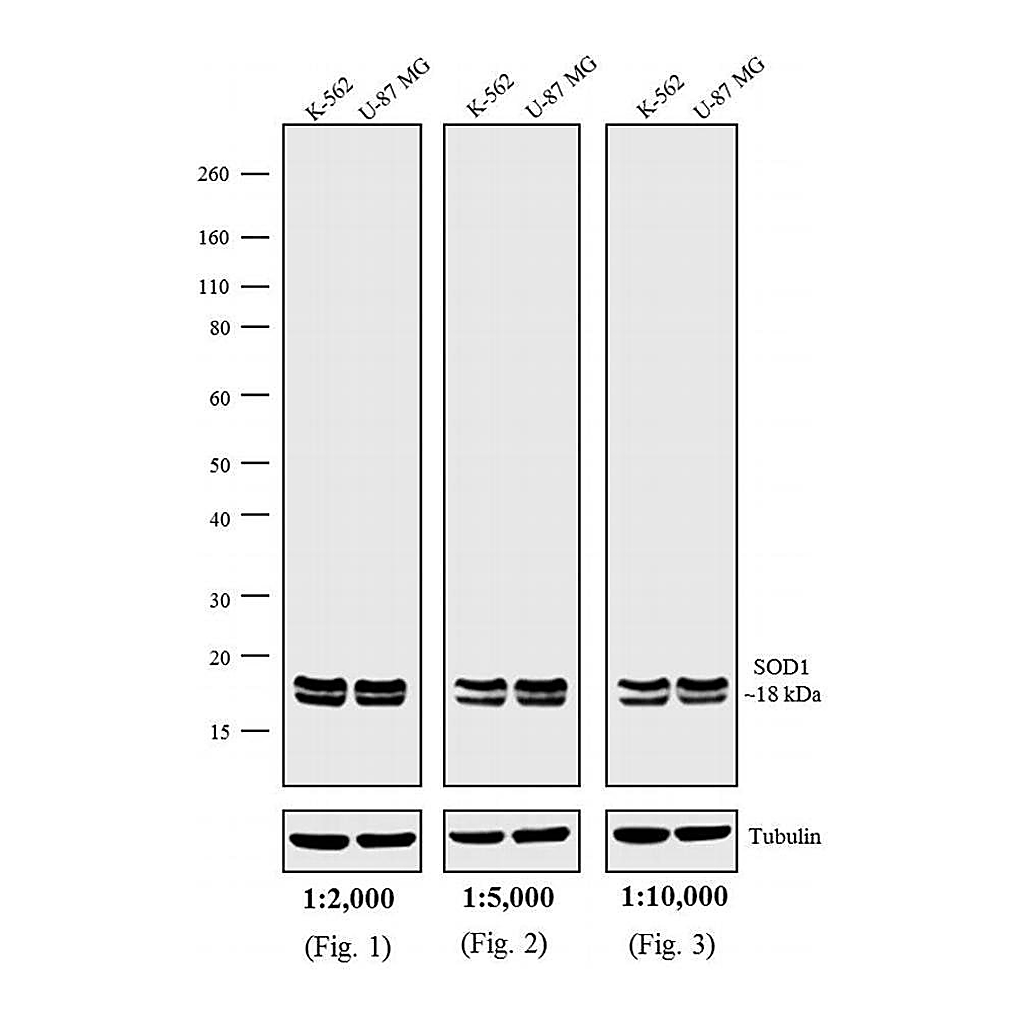 Thermo Fisher Scientific Rabbit anti-Mouse IgG (H+L) Secondary Antibody, Biotin