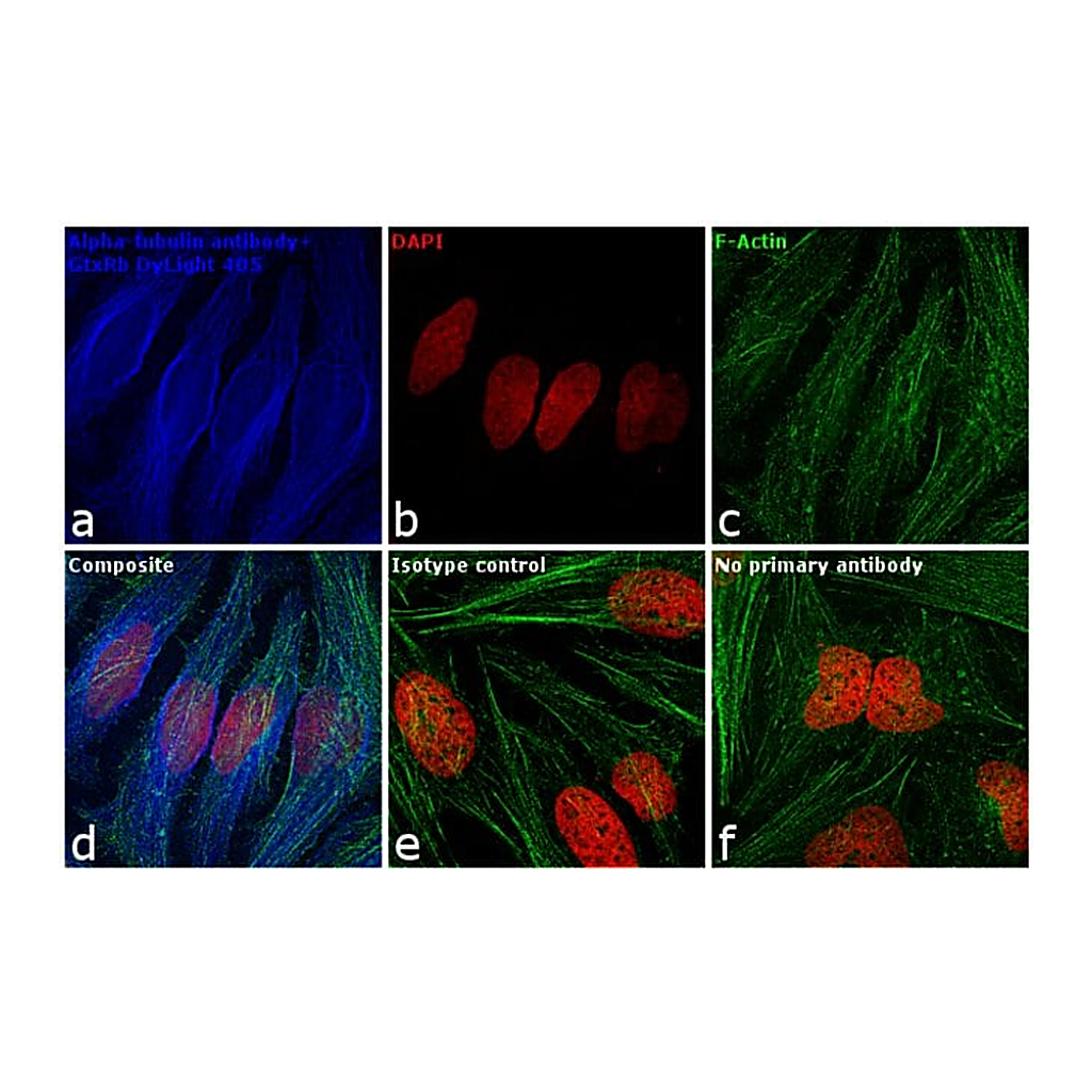 Thermo Fisher Scientific Goat anti-Rabbit IgG (H+L) Secondary Antibody, DyLight 405
