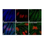 Thermo Fisher Scientific Goat anti-Rabbit IgG (H+L) Secondary Antibody, DyLight 405