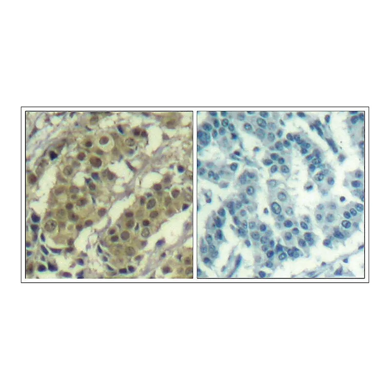 Merck Anti-AKT1 (Ab-450) antibody produced in rabbit