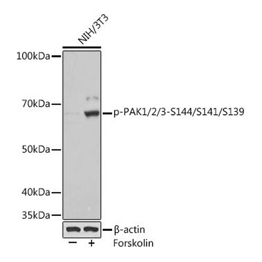 Merck Anti-Phospho-PAK1/2/3-S144/S141/S139 antibody produced in rabbit
