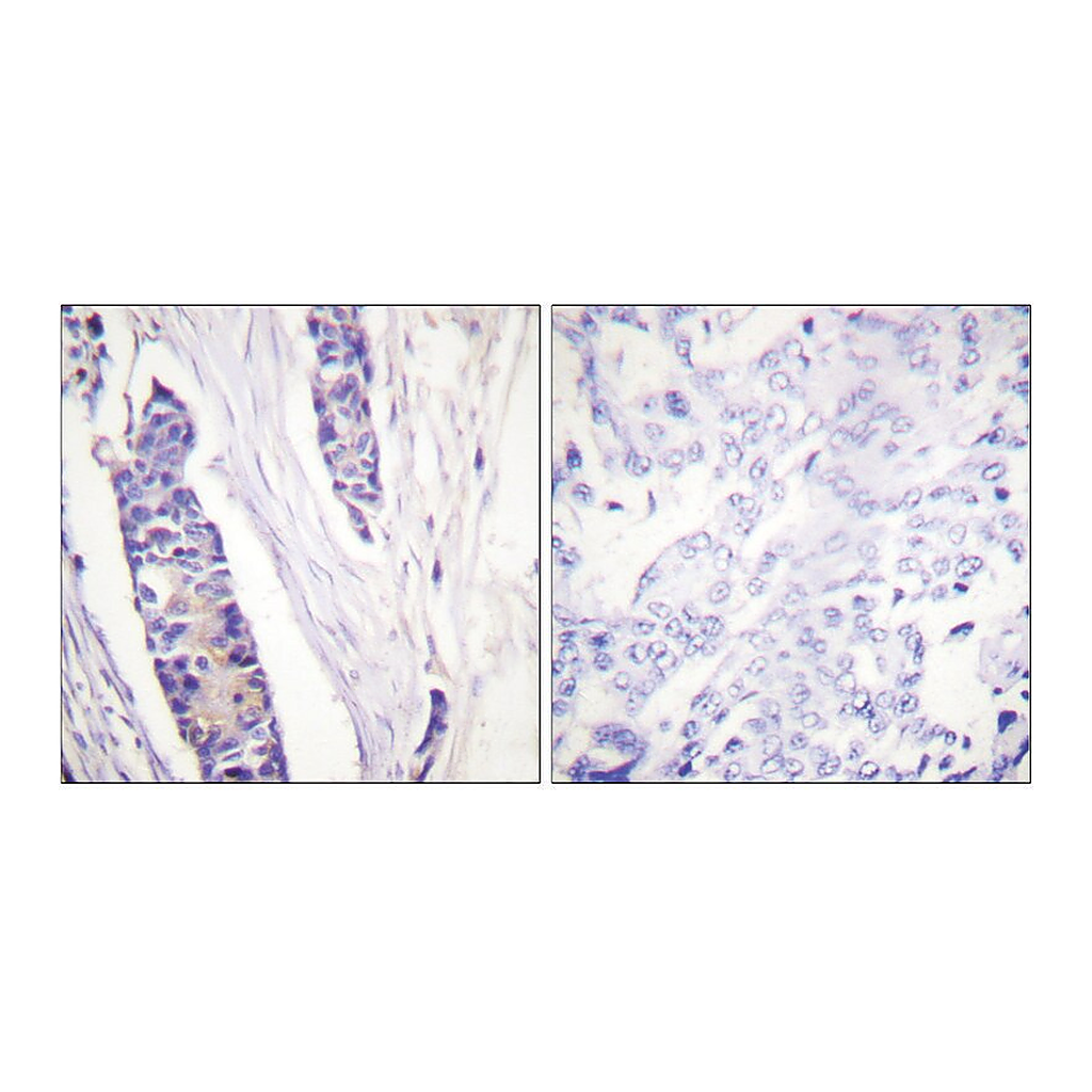 Merck Anti-Tubulin beta antibody produced in rabbit