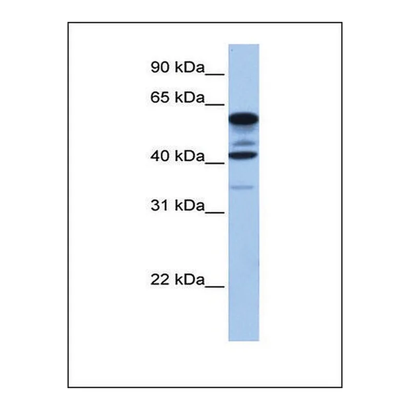 Merck Anti-FAM46C antibody produced in rabbit