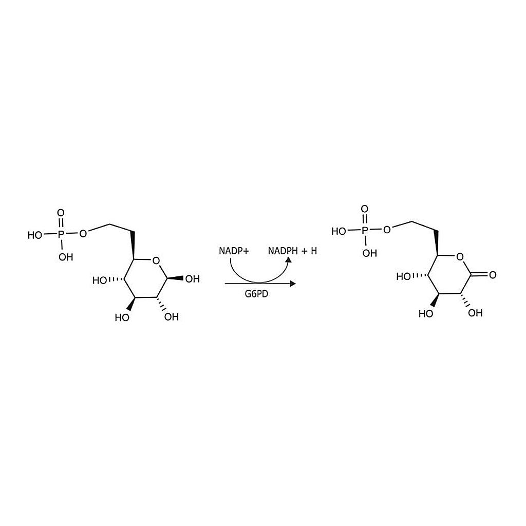 Merck Glucose-6-phosphate Dehydrogenase from Leuconostoc mesenteroides