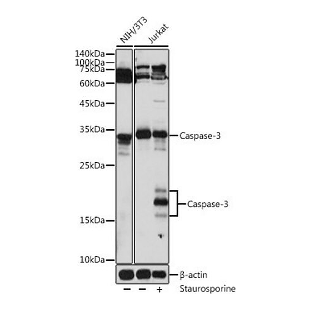 Merck Anti- Caspase-3 antibody produced in rabbit
