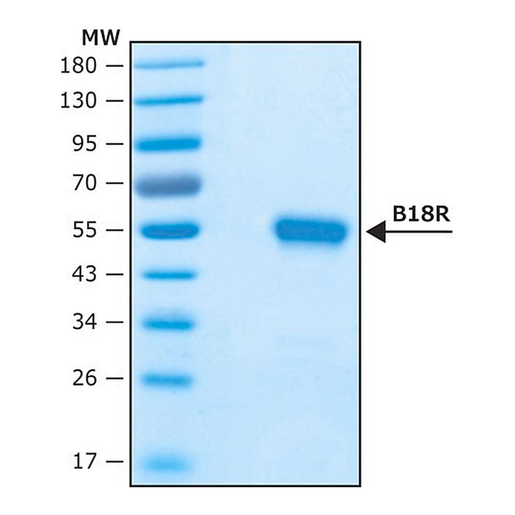 Merck Vaccinia Virus B18R protein, recombinant expressed in HEK 293 cells, Carrier-Free
