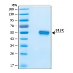 Merck Vaccinia Virus B18R protein, recombinant expressed in HEK 293 cells, Carrier-Free