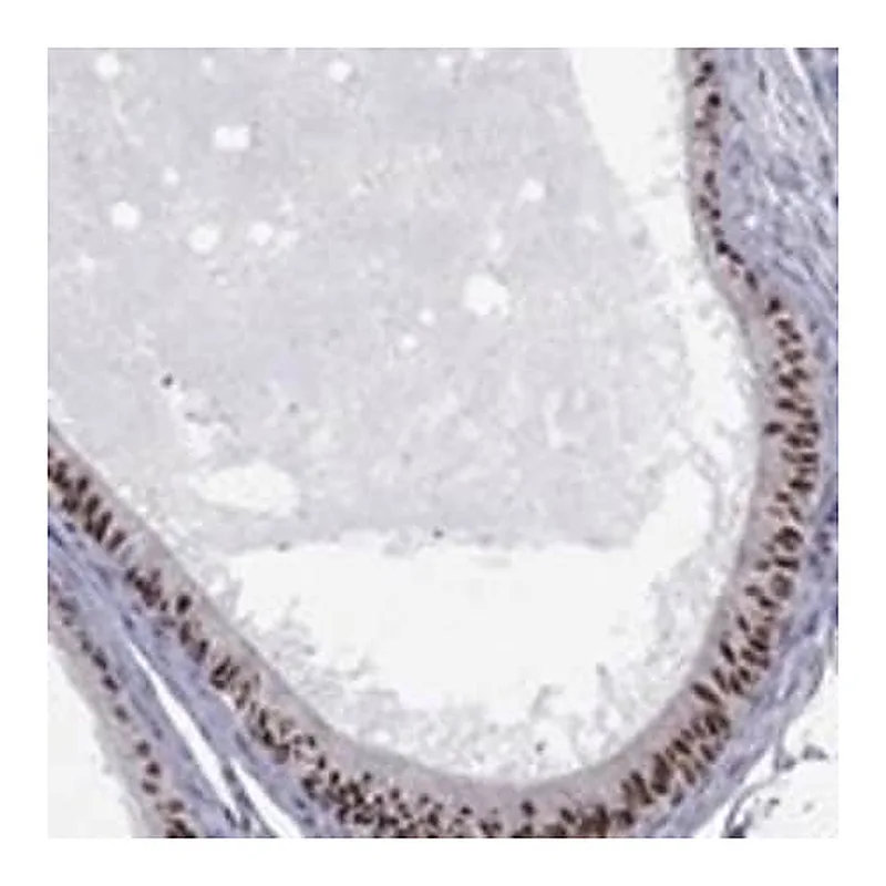 Merck Anti-ZNHIT3 antibody produced in rabbit