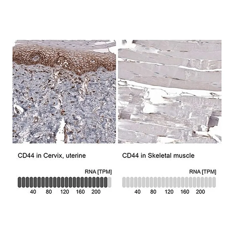 Merck Anti-CD44 antibody produced in mouse