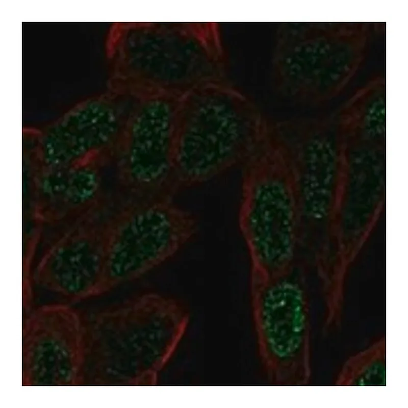 Merck Anti-ZNF568 antibody produced in rabbit