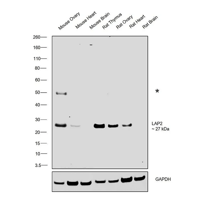 Thermo Fisher Scientific Rabbit anti-Syrian Hamster IgG (H+L) Secondary Antibody, HRP