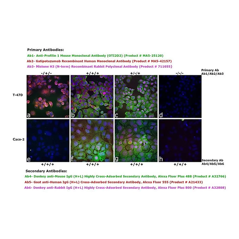 Thermo Fisher Scientific Goat anti-Human IgG (H+L) Cross-Adsorbed Secondary Antibody, Alexa Fluor 555