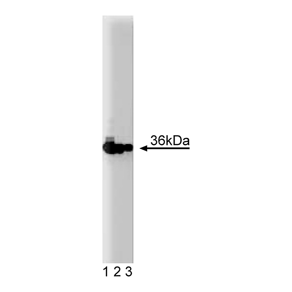 BD Purified Mouse Anti-PCNA