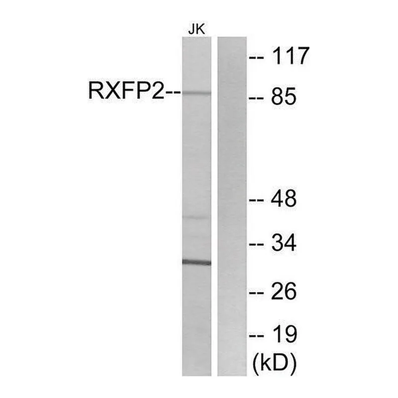 Merck Anti-RXFP2 antibody produced in rabbit