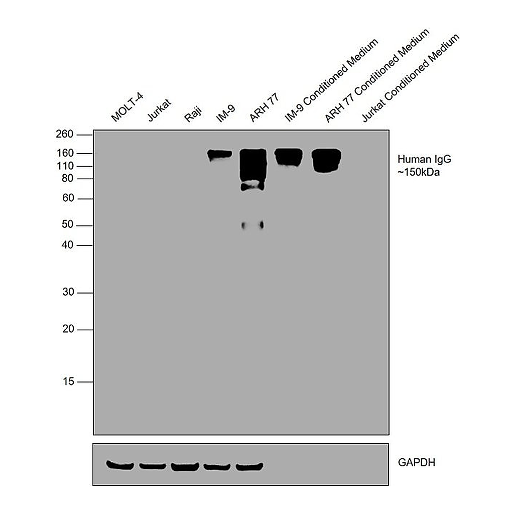 Thermo Fisher Scientific Goat anti-Human IgG Fc Cross-Adsorbed Secondary Antibody, HRP