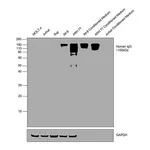 Thermo Fisher Scientific Goat anti-Human IgG Fc Cross-Adsorbed Secondary Antibody, HRP