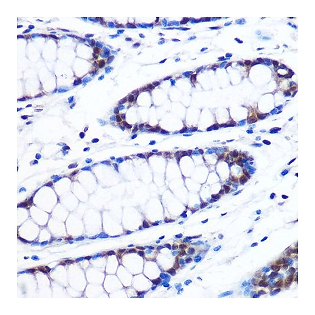 Merck Anti-BRD4 antibody produced in rabbit