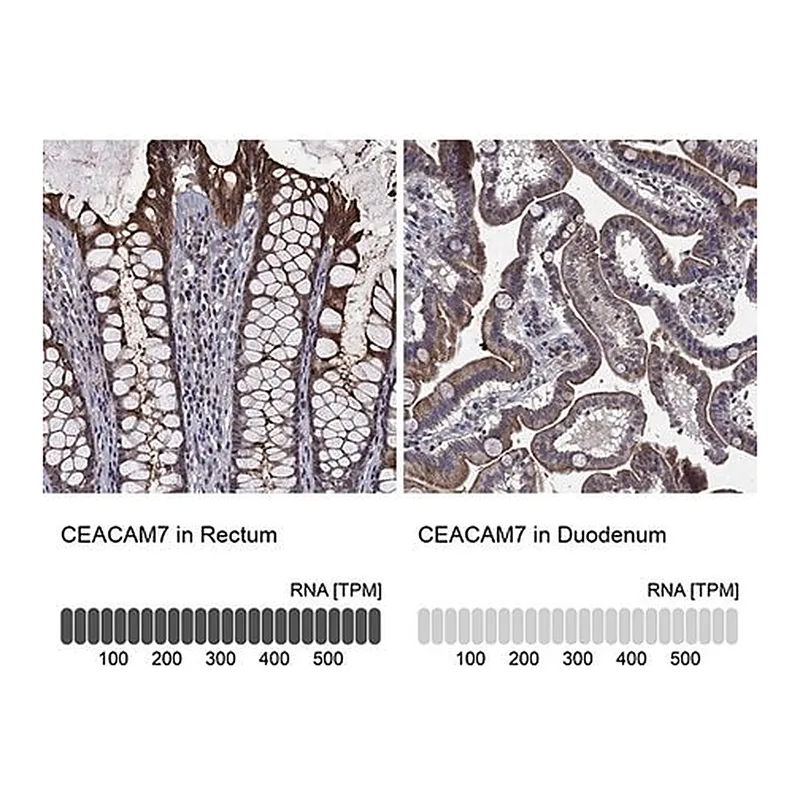 Merck Anti-CEACAM7 antibody produced in rabbit