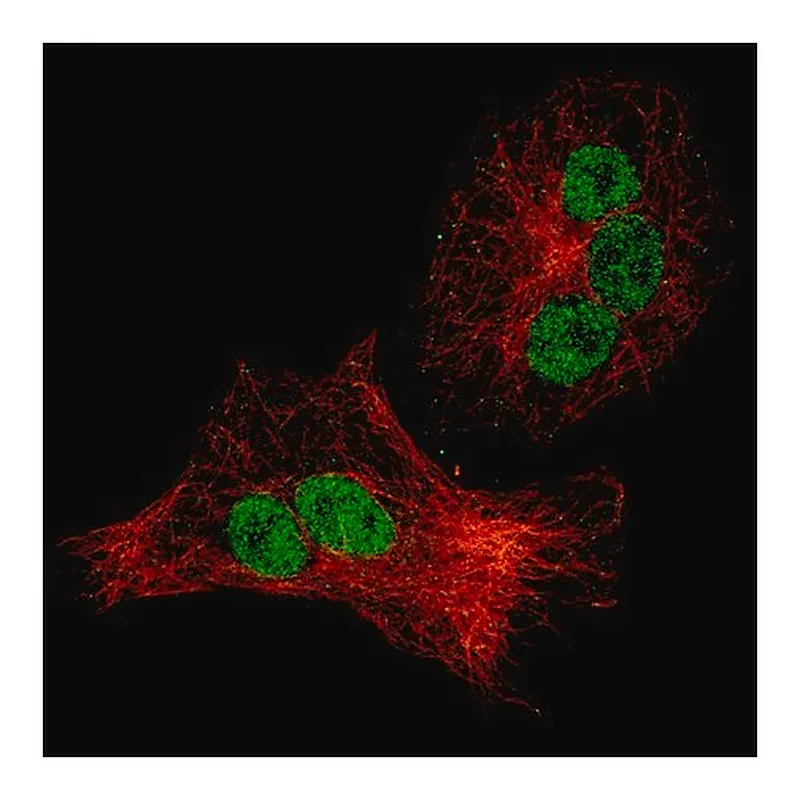 Merck Anti-CDKN1A antibody produced in mouse