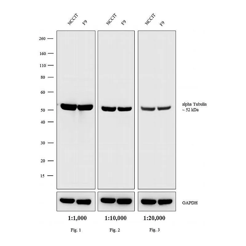 Thermo Fisher Scientific Rabbit anti-Rat IgG (H+L) Secondary Antibody, AP
