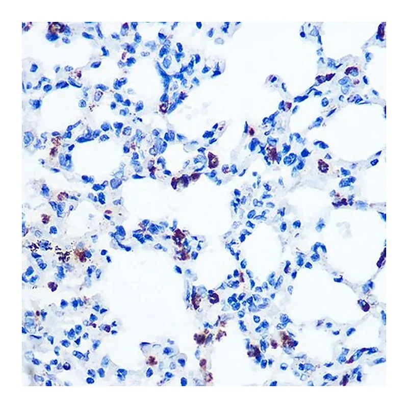 Merck Anti-GM130 antibody produced in rabbit