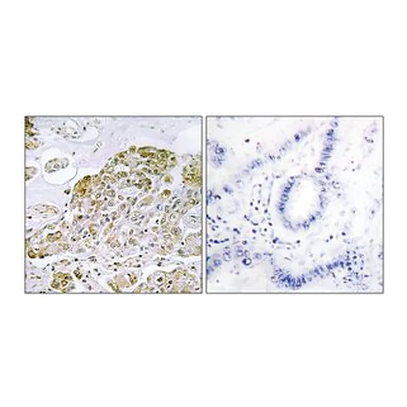 Merck ANTI-TFEB ANTIBODY PRODUCED IN RABBIT